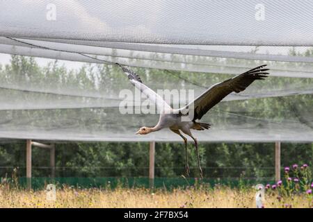 Autogru immature Eurasian (comune) (Grus grus) in volo, progetto di riallevamento e reintroduzione in cattività Great Crane, Slimbridge WWT, Gloucestershire, Regno Unito Foto Stock