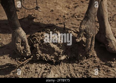 Facendo mattoni tradizionali di fango dell'adobe - il lavoratore fa mattone di argilla per la costruzione in Mali, Africa occidentale. Foto Stock