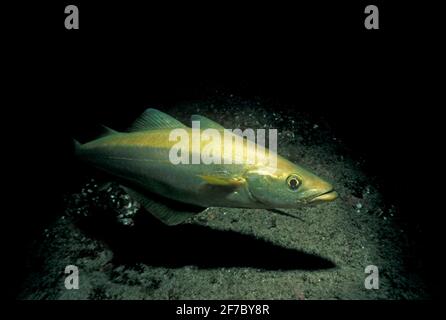 Pollack (Pollachius pollachius) all'interno di una cava rocciosa di notte, Regno Unito. Foto Stock