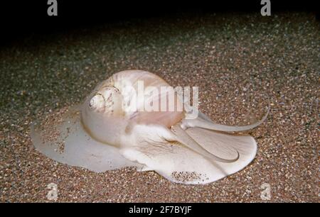 Grande conchiglia di collana (Euspira catena) che si muove attraverso un fondale sabbioso, Regno Unito. Foto Stock