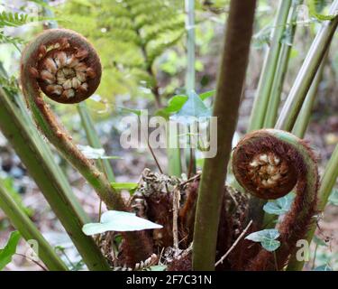 Tree Fern fronti disfurling Foto Stock