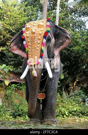 elefante nel festival tempio kerala Foto Stock