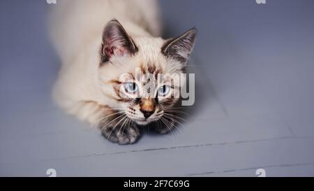 Carino gattino thailandese a strisce con gli occhi blu sta giocando a terra e a caccia. Un animale domestico. Foto Stock