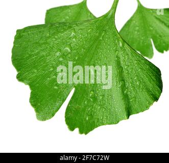 Foglia di Ginkgo biloba con gocce di rugiada isolate su sfondo bianco Foto Stock