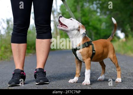 Donna che cammina con simpatico cane di razza incrociata cucciolo nel parco estivo. Foto Stock