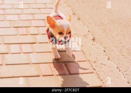 Un piccolo cucciolo di chihuahua bianco e crema corre lungo il marciapiede. Cane in una giacca in pile. Cane Foto Stock