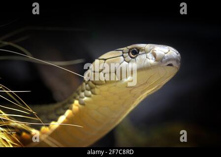 La cobra del re (Ophiophagus hannah), il serpente venomoso più lungo nativo del Sud-est asiatico. Foto Stock