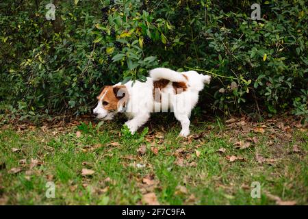 Carino cane nel parco, Jack russell sdraiato in erba Foto Stock