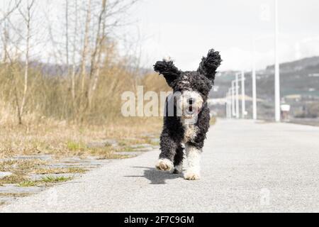 Cane che corre Foto Stock