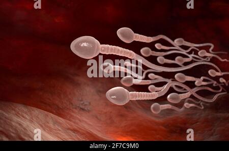 Cellule spermatiche maschili galleggianti all'ovulo in tubo di Falloppio. Illustrazione 3D Foto Stock