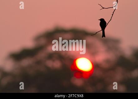 Un Drongo con coda a forchetta territoriale si trova su un prominente persico al tramonto, alla ricerca di insetti che sorvolano. In genere inseguono la preda Foto Stock