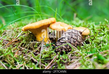 Funghi chanterelle che crescono tra erba verde nella foresta estiva Foto Stock