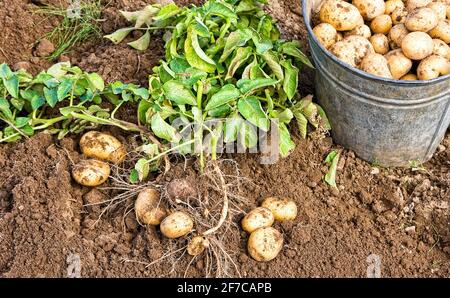 Appena scavato patate nel secchio di metallo sul campo nella giornata di sole Foto Stock