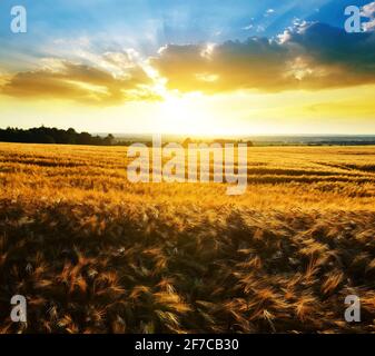 Paesaggio rurale estivo con orzo dorato sul campo al tramonto. Foto Stock