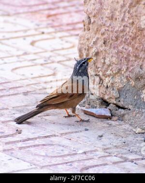 Casa Bunting (Emberiza sahari) a Biskra, Algeria Foto Stock