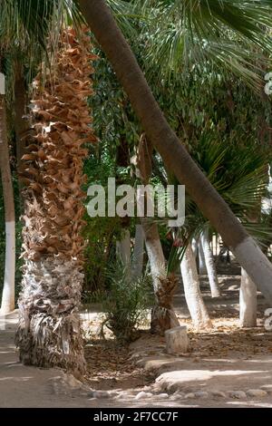 Giardino Landon a Biskra, Algeria Foto Stock