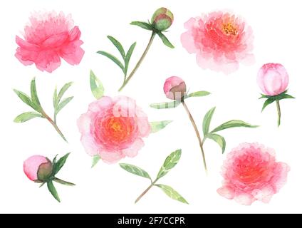 Fiori di pony rosa acquerello, foglie, gemme sono isolati su sfondo bianco. Acquerello disegnato a mano floreale primavera illustrazione botanica. Stampa per t Foto Stock