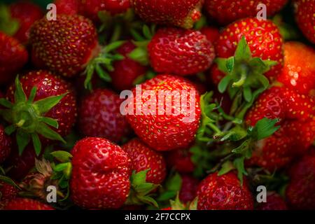 Fresco rosso mature fondo di fragola organico. Primo piano, vista dall'alto. Concetto di stagione di raccolta delle fragole Foto Stock