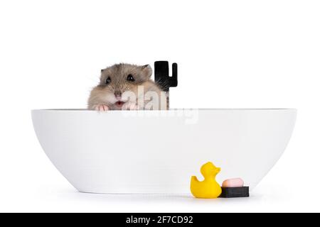 Criceto marrone per bambini, nascosto nella vasca da bagno stampata in 3D. Guardando oltre il bordo. Isolato su sfondo bianco. Foto Stock