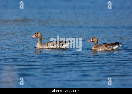 Due oche grigiastalle selvagge con baccelli d'arancio che nuotano in acqua blu. Giornata di primavera luminosa e soleggiata in un lago. Foto Stock