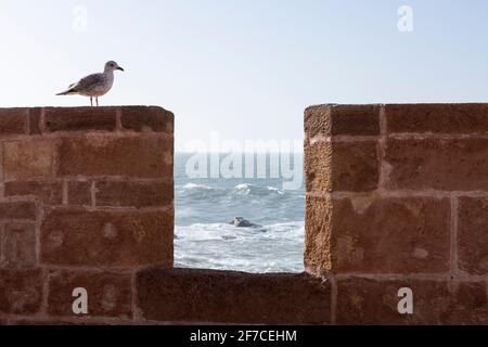 Gabbiano sul muro della Scala la Kasbah a Essaouira, Marocco Foto Stock