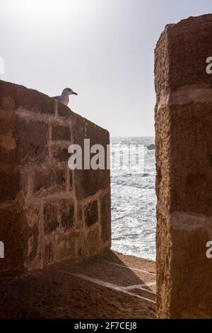 Gabbiano sul muro della Scala la Kasbah a Essaouira, Marocco Foto Stock