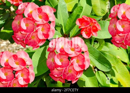 Corona di spine Nome latino Euphorbia millii fiori Foto Stock