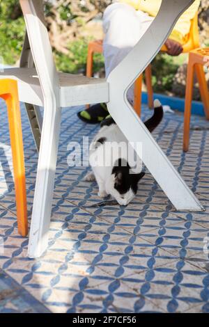 Gatto mangiare un pesce sotto una tavola di plastica al mercato del pesce a Essaouira, Marocco Foto Stock