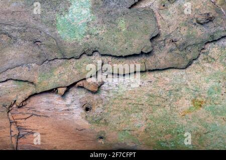 Gli strati di Melaleuca cajuputi si abbaccano a fuoco basso per sfondo naturale Foto Stock