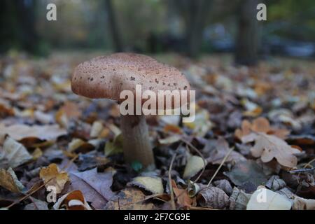 Primo piano o singolo fungo Armillaria mellea Foto Stock