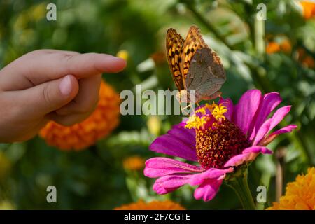 Una mano del bambino e una farfalla su un fiore. La ragazza sta cacciando farfalle. Un primo piano di zinnie rosa e farfalle sono dipinte Signore. Un piccolo ha Foto Stock