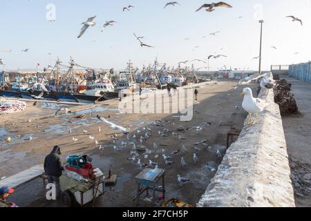 I pescatori di gabbiani che raccolgono frattaglie di pesce hanno gettato a terra nel porto di Essaouira, Marocco Foto Stock
