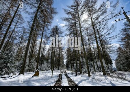 L'illustrazione mostra un paesaggio innevato a Houffalize, Ardenne, martedì 06 aprile 2021. BELGA FOTO BRUNO FAHY Foto Stock