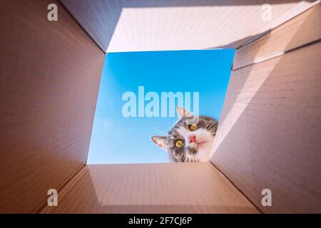 Simpatico simpatico e giocoso gatto tabby guardando in scatola di cartone con uno sfondo blu cielo. Cat ama giocare con box Foto Stock