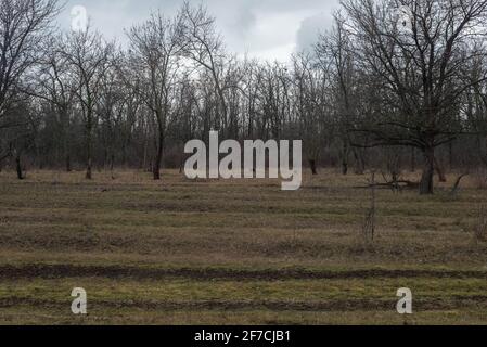 erba verde paesaggio primaverile, sullo sfondo di alberi ramificati e cielo nuvoloso. Foto Stock