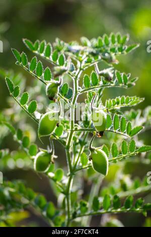 Cialda di ceci con piante verdi giovani sul campo Foto Stock