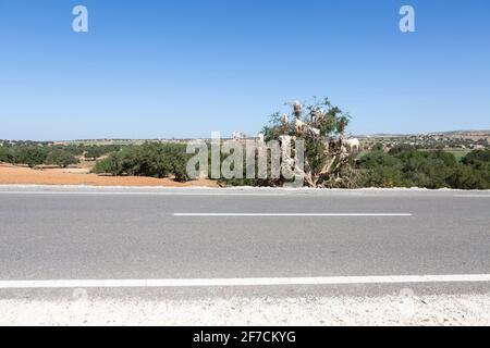 Mandria di capre su un albero di argan in Marocco Foto Stock