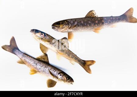 Salmone Atlantico (Salmo salar), e trote di mare (top, larger), (Salmo trutta lacustris) scolte, Kielder Salmon Hatchery, Northumberland UK Foto Stock