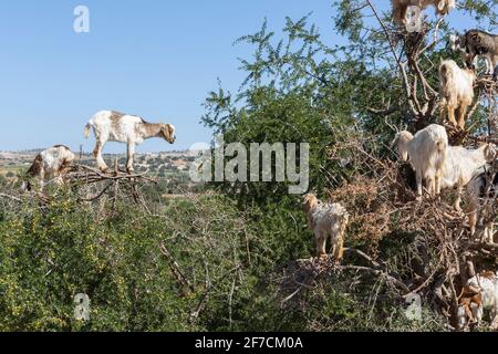 Mandria di capre su un albero di argan in Marocco Foto Stock