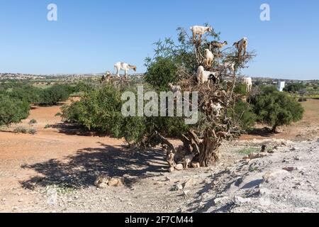 Mandria di capre su un albero di argan in Marocco Foto Stock