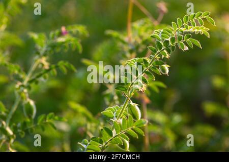 Cialda di ceci con piante verdi giovani sul campo Foto Stock