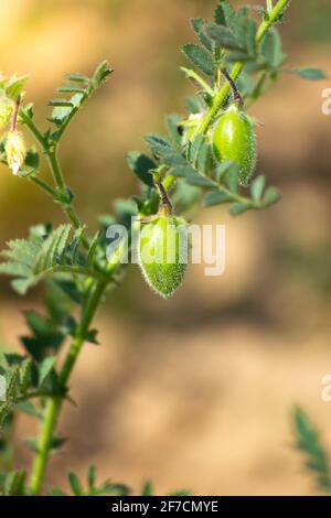 Cialda di ceci con piante verdi giovani sul campo Foto Stock