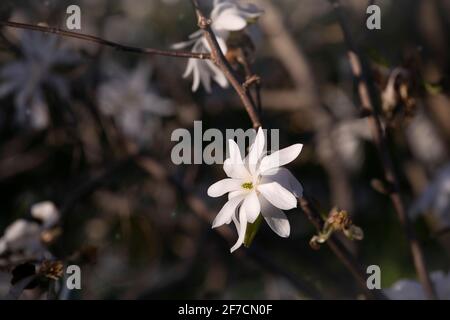 Stella magnolia, Starry magnolia, stellata in fiore. Ramo di albero, testa di fiore bianca su sfondo scuro. Fiore primaverile in giardino ornamentale. Foto Stock