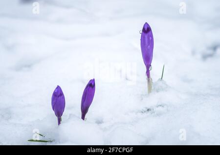 Fiori di Crocus nella neve vera. Crocus fiorisce in primavera. Foto Stock