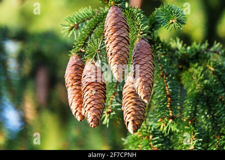 Scienza forestale, silvica. Pino europeo, abete rosso (Picea excelsa). Coni maturi in autunno. Nord-Ovest dell'Europa Foto Stock