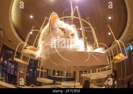 Tokyo, Giappone - 17 Aprile 2017: Gatto Turco Angora, razza di pelliccia lunga di gatto domestico di colore bianco. Foto Stock
