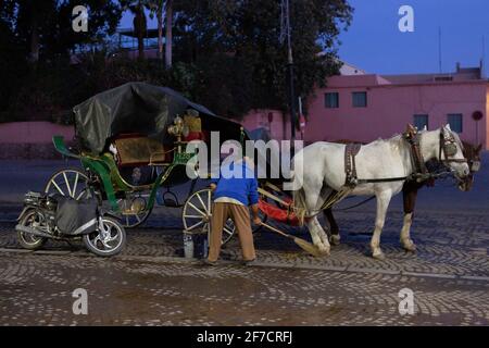 Uomo che prepara il suo buggy trainato da cavalli al Djemaa el Fna di mattina presto - viaggiando in Marocco Foto Stock