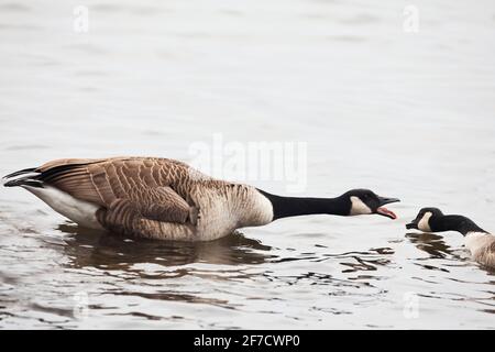 Un'aggressiva oca canadese, Branta canadensis Foto Stock