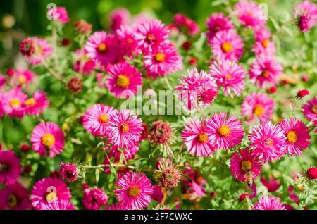 un sacco di fiori rosa in giardino Foto Stock