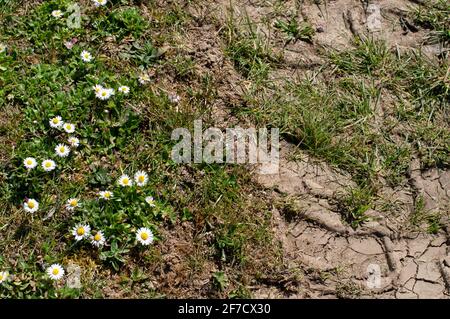 margherite comuni con fiori bianchi e gialli che crescono in un prato accanto a una pista di pneumatici di un trattore Foto Stock